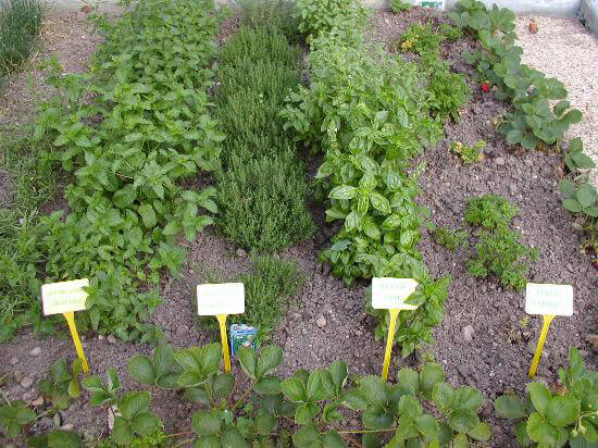 Herbal Garden
